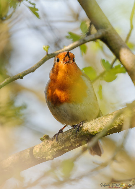 Robin portrait 2 20.3.19
