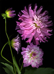 Pink Phases