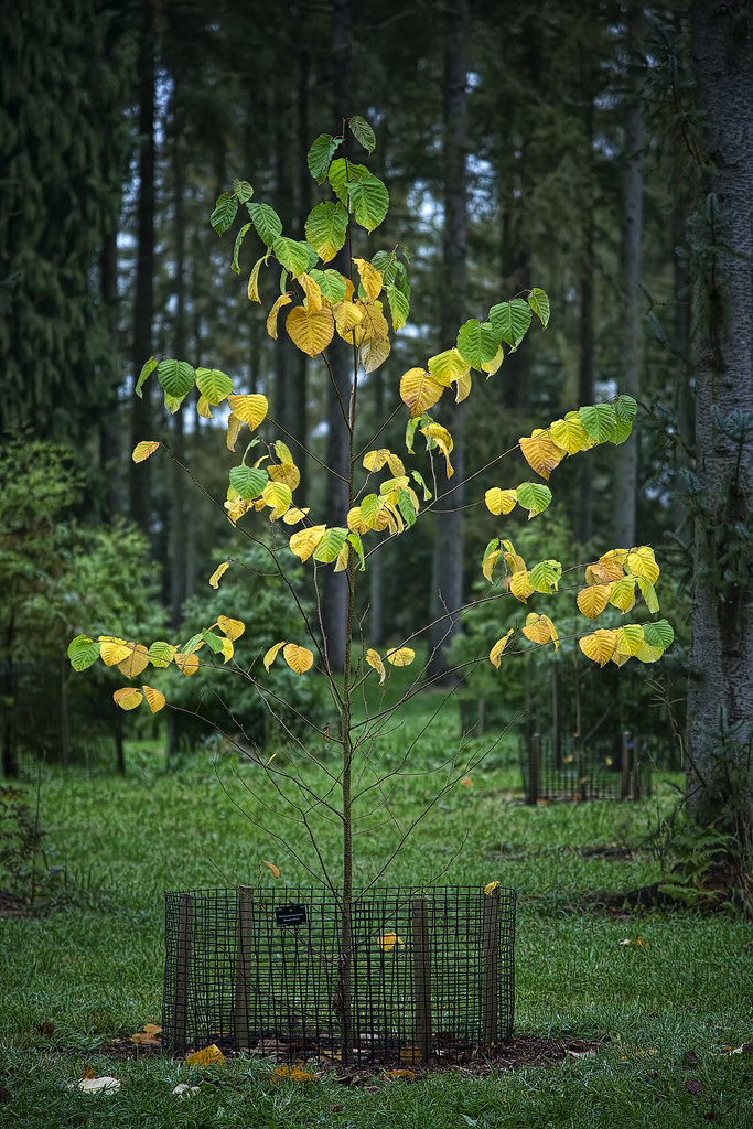 Westonbirt Arboretum