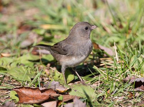 Junco | by linuxtuxguy