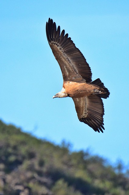 Vulture Monfragüe