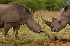 2012. szeptember 28. 12:51 - Brent Stirton nyertes sorozatának egyik darabja. Egy hím orrszarvú védelmébe vesz egy nőstényt, aminek sz arvát orvkereskedők vágták le láncfűrésszel. 2012. szeptember 28. 12:51 - Brent Stirton nyertes sorozatának egyik darabja. Egy hím orrszarvú védelmébe vesz egy nőstényt, aminek sz arvát orvkereskedők vágták le láncfűrésszel.