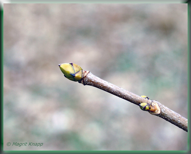 Warten auf den Frühling!