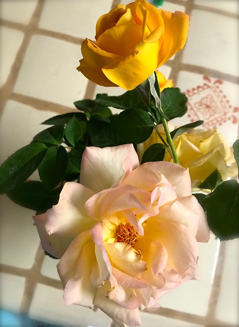 Yellow Roses Arranged in A Vase