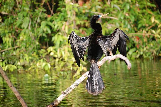 Anhinga  (Anhinga anhinga)