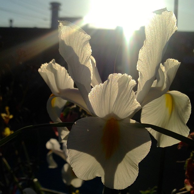 Backlit Golden Hour Shadows