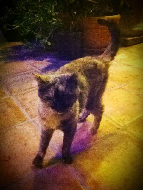 Awesome Miss Schroedinger, The Quantum Cat- Life Number 4
