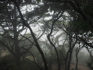 Fog