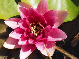 water lily
