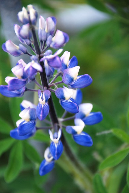 626e blooming lupine