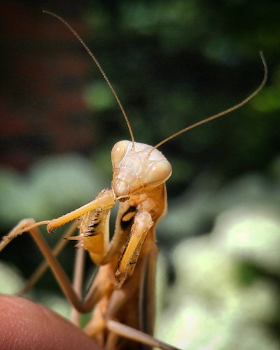 "Praying Mantis" part 2  #prayingmantis #prayingmantisesofinstagram #insect #insectagram #insectsofinstagram #macro #macroworld #macrophotography #DOF #natureisawesome #pocket_insects #pocket_macro #pocket_dof #pocket_family #LGG4 #gabrieleslerphotography | by The Devil Saint™