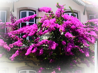 Sintra Flowers
