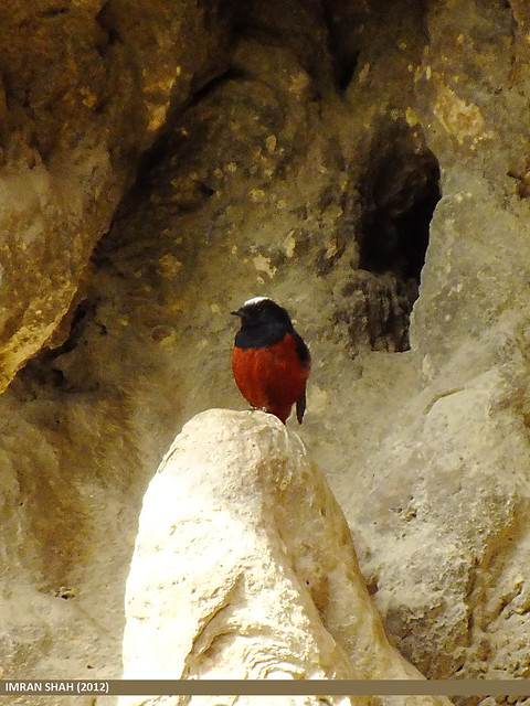 White-capped Redstart (Chaimarrornis leucocephalus)