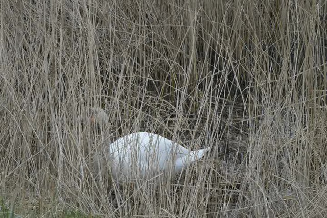 swans 03