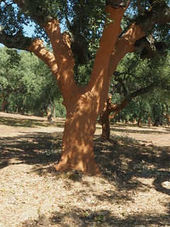 Harvested cork oak