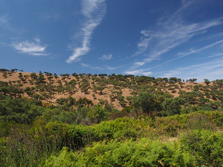 fields of cork oaks
