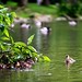 Ducklings at the VT Duck Pond.