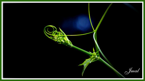 Organic | by Jmal,